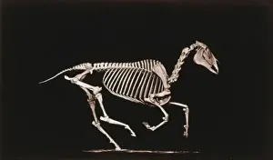 Skeleton Prints: Skeleton of horse. Running. Contact with the ground