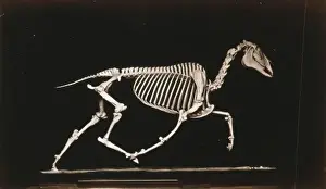 Trotting Prints: Skeleton of horse. Trotting. Leaving the ground