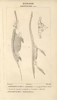 Jussieu Gallery: Skeleton of Ichthyosaurus communis (fish lizard)