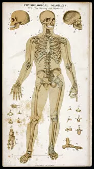 Skeleton Gallery: Skeleton & Ligaments