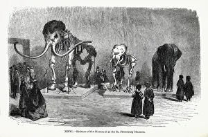 Mikhail Prints: Skeleton of the Mammoth in the St Petersburg Museum