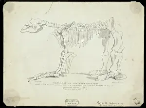 Buenos Prints: Skeleton of a Megatherium