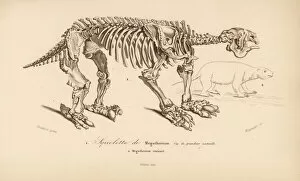 Universel Collection: Skeleton of a megatherium, extinct giant ground sloth