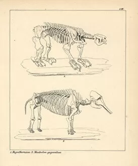 Americanum Gallery: Skeleton of the Megatherium, and Mastodon giganteus