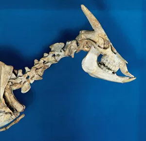 Ungulate Gallery: Skeleton of Myotragus balearicus. Spain