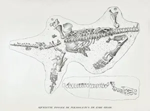 Lyme Prints: Skeleton of a Plesiosaur from Lyme Regis