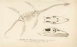 Dorbigny Prints: Skeleton of a Plesiosaurus dolichodeirus