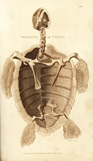 Turtle Prints: Skeleton of a turtle