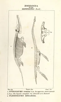 Dinosaurs Collection: Skeletons of extinct dinosaurs Ichthyosaurus