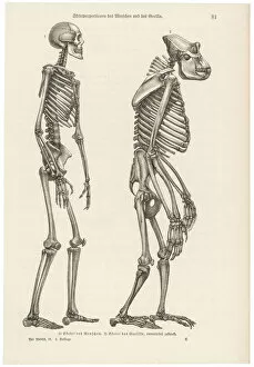 Two skeletons, human and gorilla