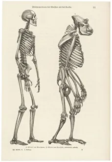 Darwin Gallery: Two skeletons, human and gorilla