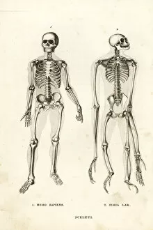 Skeletons of man and ape