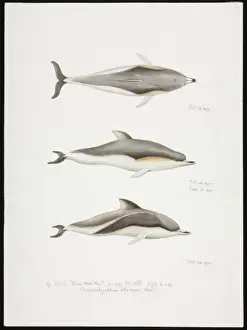Sketch of Dolphins by Edward Wilson