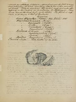 Elephantidae Collection: Sketch of an elephant, with descriptive notes