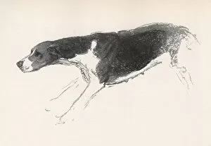 Sketch of a hound in action