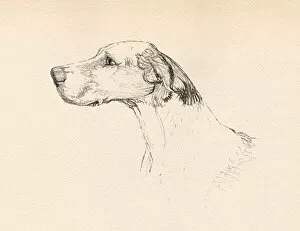 Sketch of a hounds head in profile