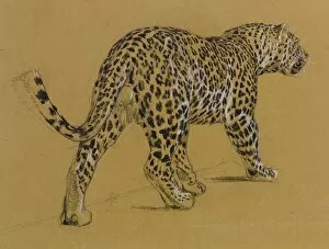 Images Dated 21st December 2011: Sketch of a leopard
