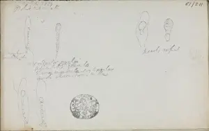 Orchis Prints: Sketch of Orchis maculata by Robert Brown