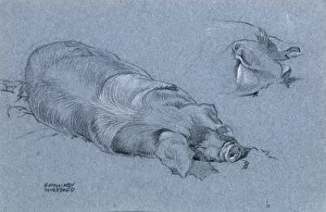 Images Dated 21st December 2011: Sketch of a sleeping pig