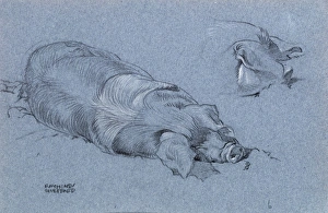 Images Dated 21st December 2011: Sketch of a sleeping pig
