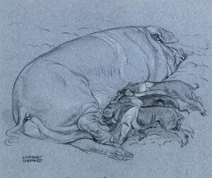Sketch of a sow with piglets feeding