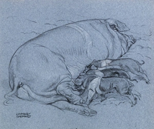 Images Dated 21st December 2011: Sketch of a sow with piglets feeding