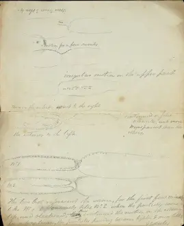 1773 1858 Prints: Sketch of Tradescantia by Robert Brown (part two)