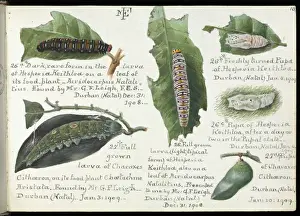 Sketchbooks of Lepidoptera, Margaret Fountaine
