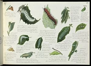 Larvae Collection: Sketchbooks of Lepidoptera, Margaret Fountaine