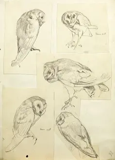Owls Prints: Sketches of a barn owl
