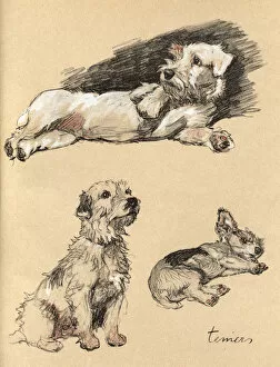 Drawings Gallery: Sketches by Cecil Aldin, Just Among Friends