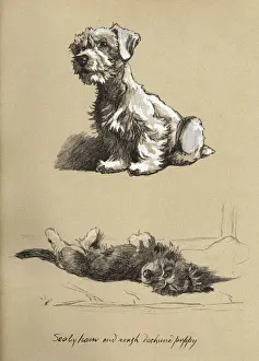 Puppies Prints: Sketches by Cecil Aldin, Just Among Friends
