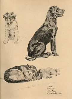 Sketches by Cecil Aldin, Just Among Friends