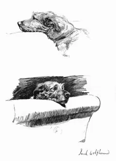 Chin Collection: Sketches of an Irish Wolfhound by Cecil Aldin