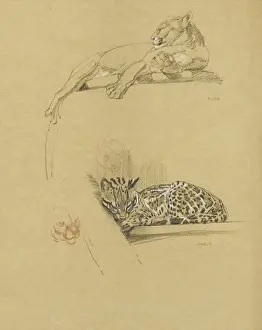 Sketches of a Puma and an Ocelot