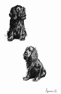 Sketches of Spaniels by Cecil Aldin