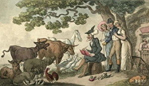 Live Stock Collection: Sketching Cattle