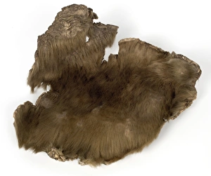 Cenozoic Gallery: Skin from a Ground sloth