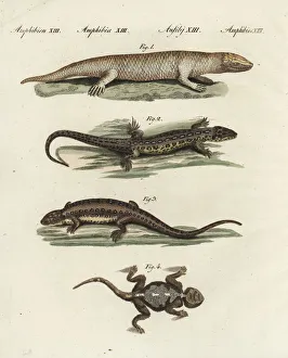 Agama Gallery: Skink, sand lizard and agama