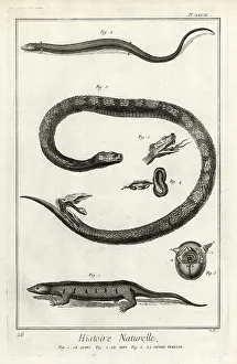 Herpetology Prints: Skinks and female viper giving birth