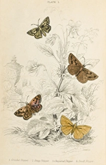 Skipper Collection: Four Skipper Moths