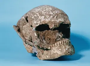Millennium Prints: Skull of Bobila Madurell. Spain. End of the 3rd millennium B