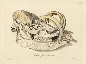 Naturae Collection: Skull of a Buru babirusa, Babyrousa babyrussa