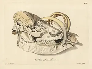 Skull of a Buru babirusa, Babyrousa babyrussa