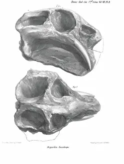 1788 1860 Prints: Skull of Dicynodon lacerticeps