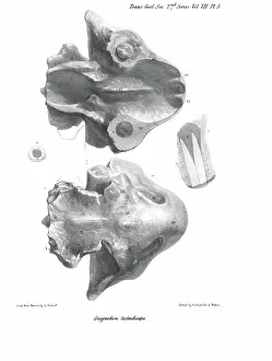 1788 1860 Prints: Skull of Dicynodon testudiceps