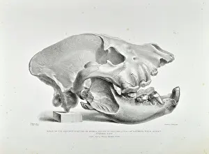 Lawford Prints: Skull of extinct hyena