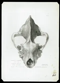 Lawford Prints: Skull of extinct hyena