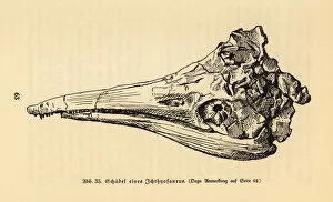 Skull of an extinct Ichthyosaurus genus