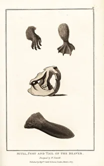 Skull, feet and tail of the Eurasian beaver, Castor fiber